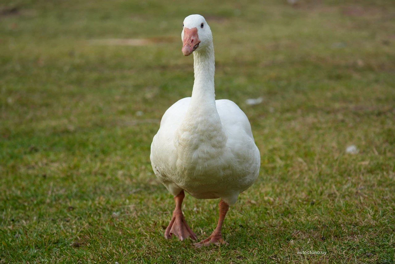 Ganso Doméstico en Pradera Verde