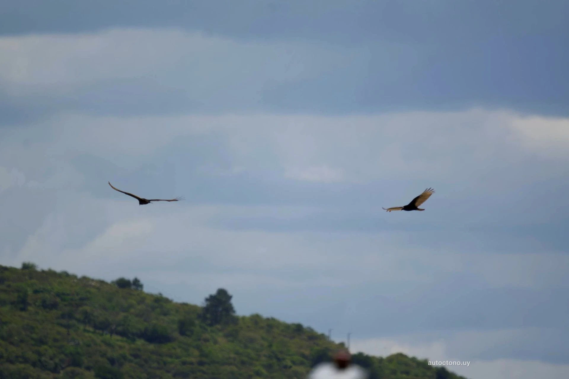 Jotes de Cabeza Colorada Planeando Sobre el Paisaje Uruguayo