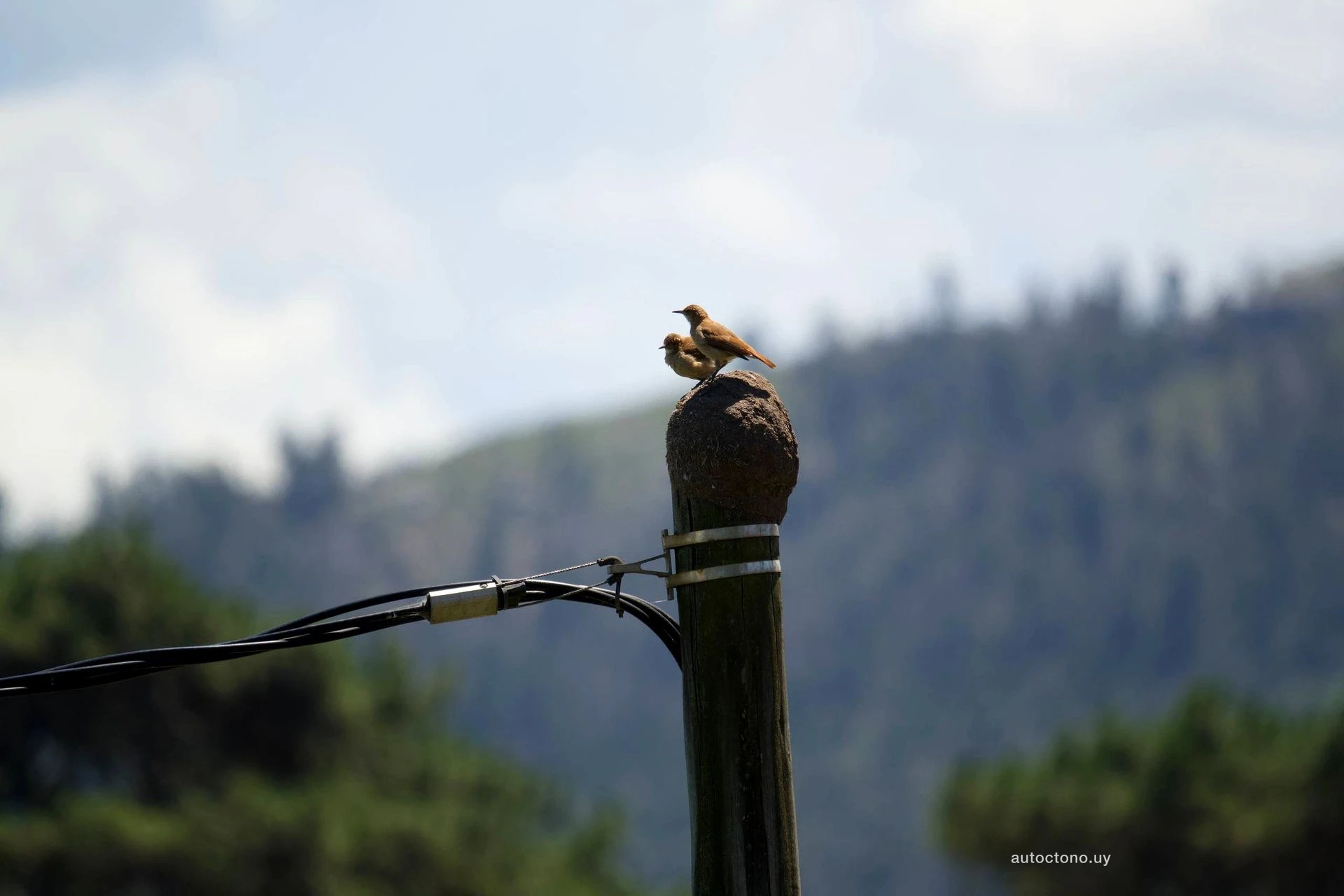 Hornero sobre poste eléctrico en paisaje montañoso