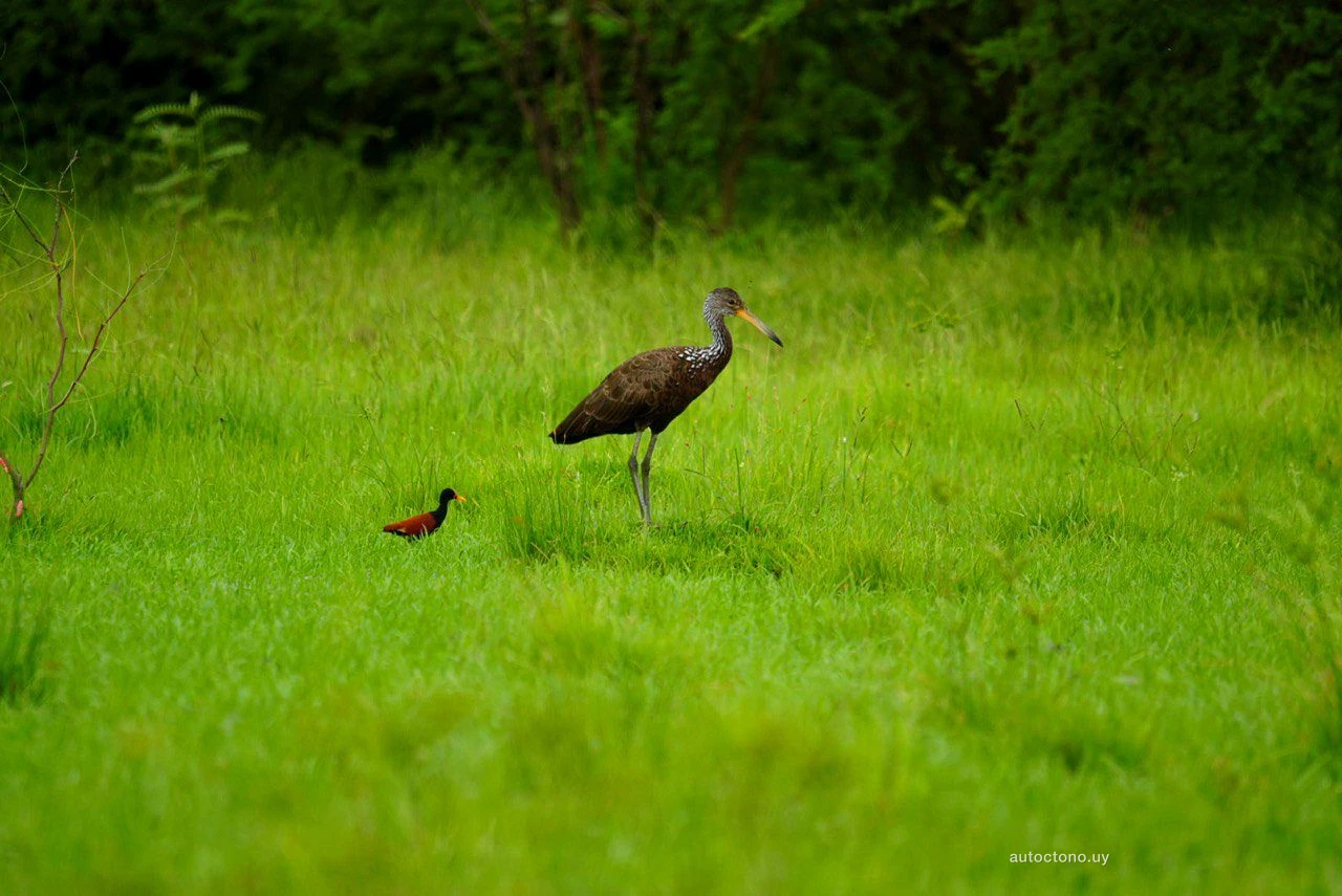 Carao y Jacana en pastizal uruguayo