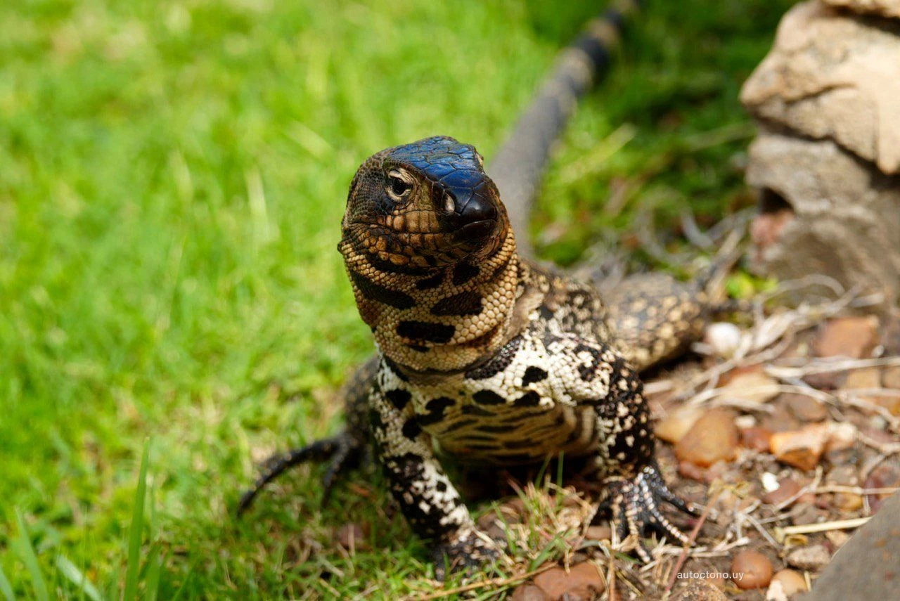 Lagarto overo exhibiendo su coloración azul característica