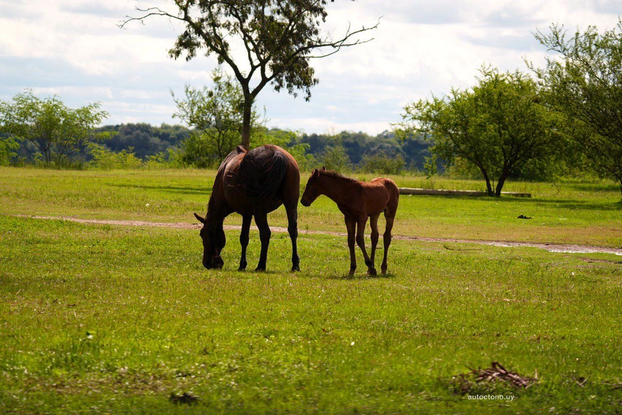 Yegua y potrillo pastando en campo uruguayo