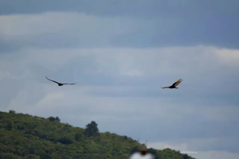 Jotes de Cabeza Colorada Planeando Sobre el Paisaje Uruguayo