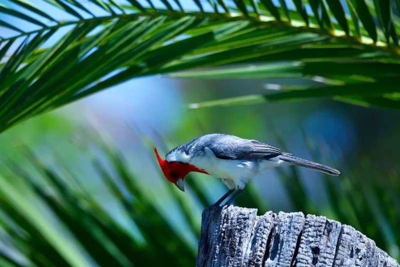 Cardenal de Cresta Roja en Reposo