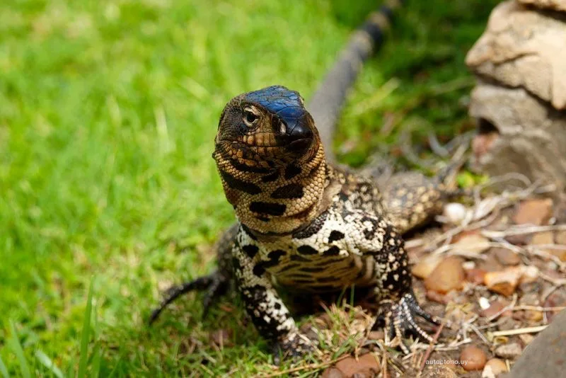 Lagarto overo exhibiendo su coloración azul característica