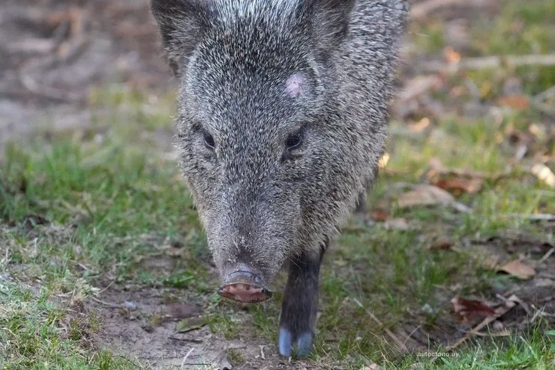 Pecarí de collar en busca de alimento