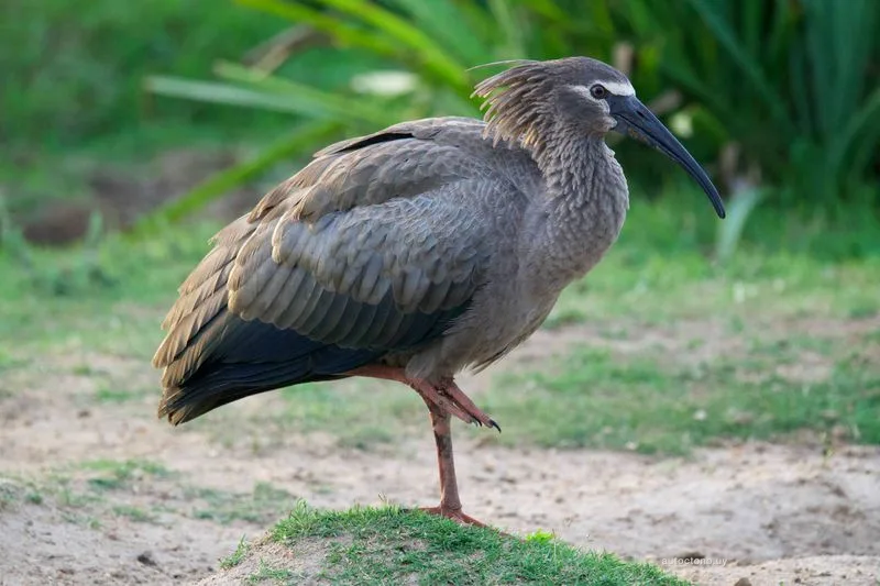 Bandurria Mora en su hábitat natural