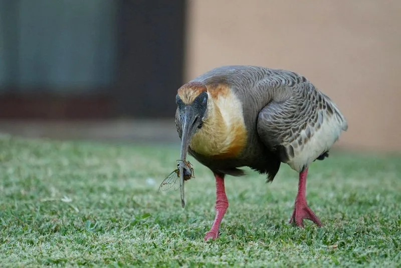Bandurria Austral forrajeando en búsqueda de invertebrados