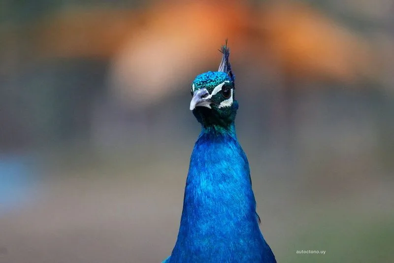 Pavo Real Desplegando su Majestuoso Plumaje