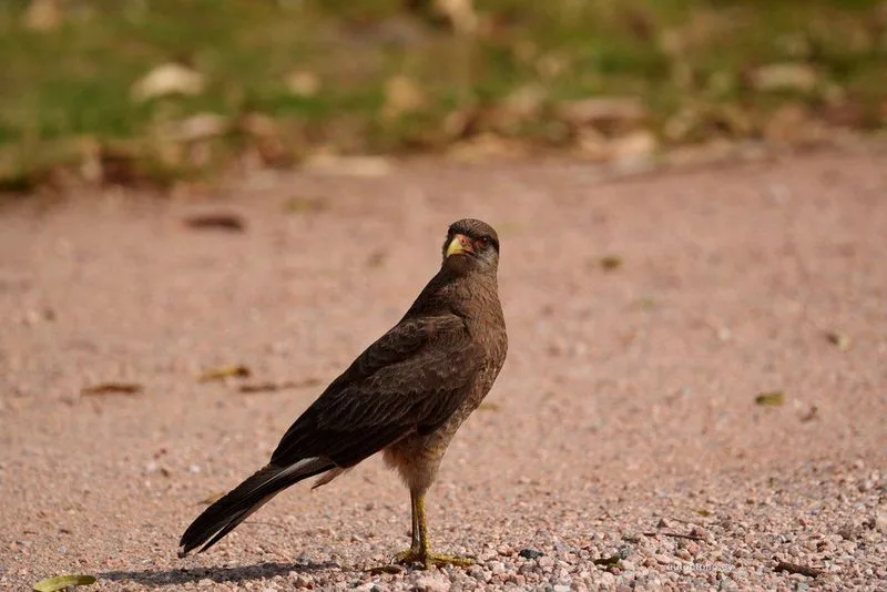 Caracara Chimango en Alerta - Rapaz Sudamericana en su Hábitat Natural
