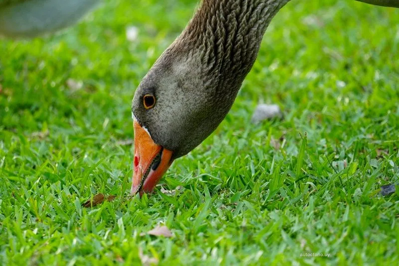 Ganso Común forrajeando en praderas verdes